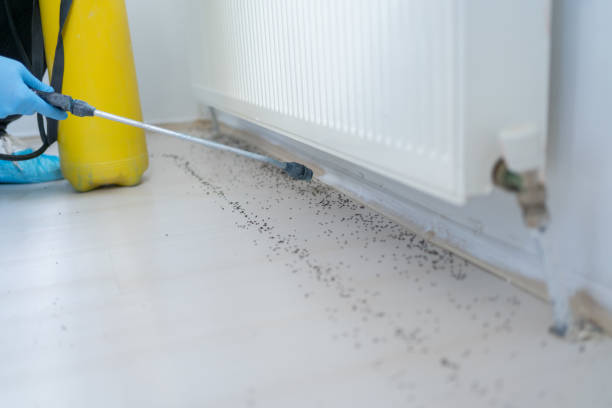 Best Pest Control for Homes  in Derma, MS